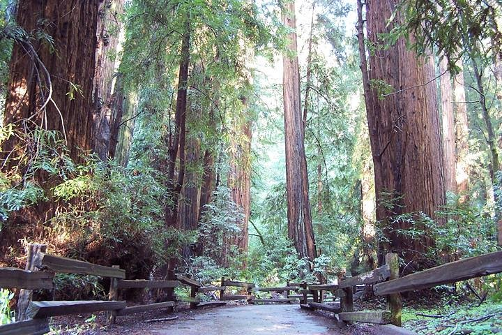 Muir Woods Tour of California Coastal Redwoods (Entrance fee included) - Photo 1 of 9